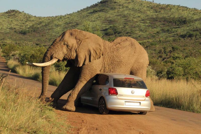 Elefante grande humanos safari