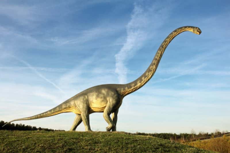 Diplodocus grande tamaño