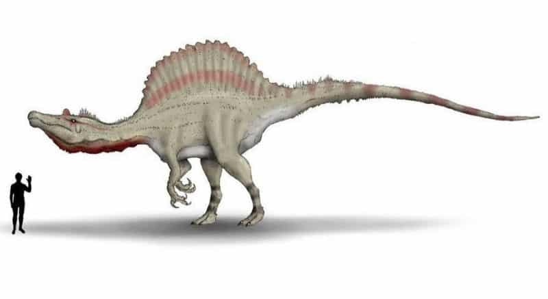 Spinosaurus depredador mas grande tamaño