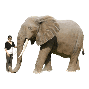 Elefante animales más grandes del mundo