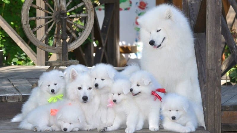 Razas de perros más caras - Samoyedo