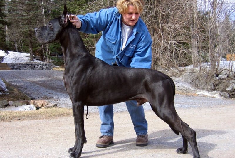 Razas de perro más grandes - Gran danés